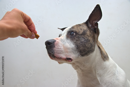 Pitbull dog watching treat today indoor space guided by hand building patience training control care
