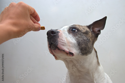Pitbull dog smelling kibble now studio setting offered slowly inspiring calm learning discipline wellbeing