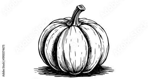 pumpkin, squash, gourd, vegetable, autumn, fall, harvest, halloween, thanksgiving, seasonal, orange, ribbed, stem, organic, natural, farm, garden, rustic, handdrawn, sketch, doodle, outline, lineart, 