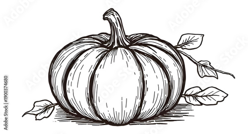 pumpkin, squash, gourd, vegetable, autumn, fall, harvest, halloween, thanksgiving, seasonal, orange, ribbed, stem, organic, natural, farm, garden, rustic, handdrawn, sketch, doodle, outline, lineart, 