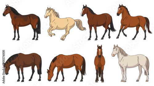 A diverse collection of vector horse illustrations, showcasing various breeds, coat colors, and dynamic poses for equestrian themes, educational materials, and animal-related design projects