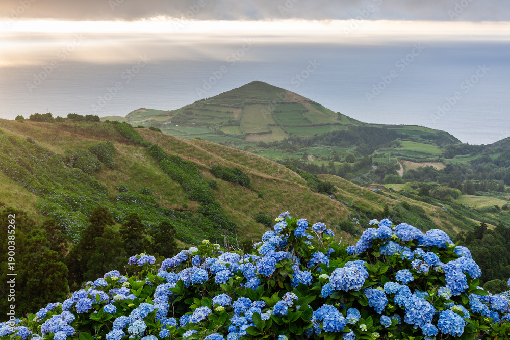 Fototapeta premium Blue hydrangeas blooming in the foreground of a lush green landscape. Rolling hills and a distant mountain under a cloudy sky. View from Sete Cidades in San Miguel, Azores, Portugal.