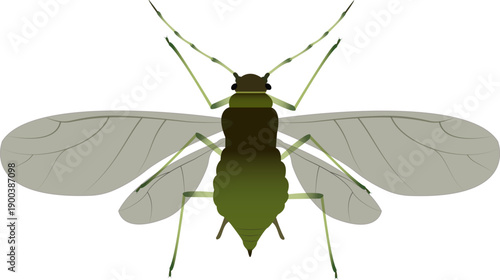 Vector illustration of an adult aphid, an important insect vector that transmits plant diseases in agricultural crops.
