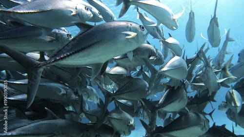 Slow motion video of a large school of trevally fish swimming in crystal clear blue water at Lady Elliot Island, Queensland, Australia.
