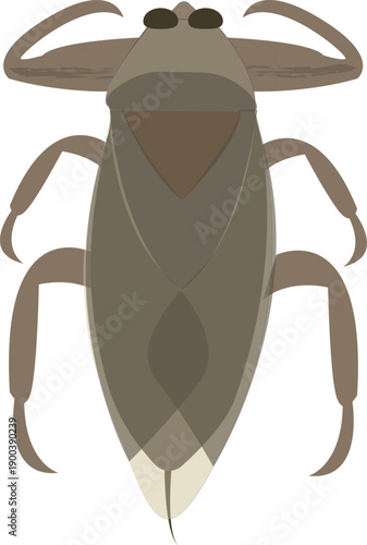 Detailed aquatic insect vector ideal for entomology, food culture, and wildlife design projects.