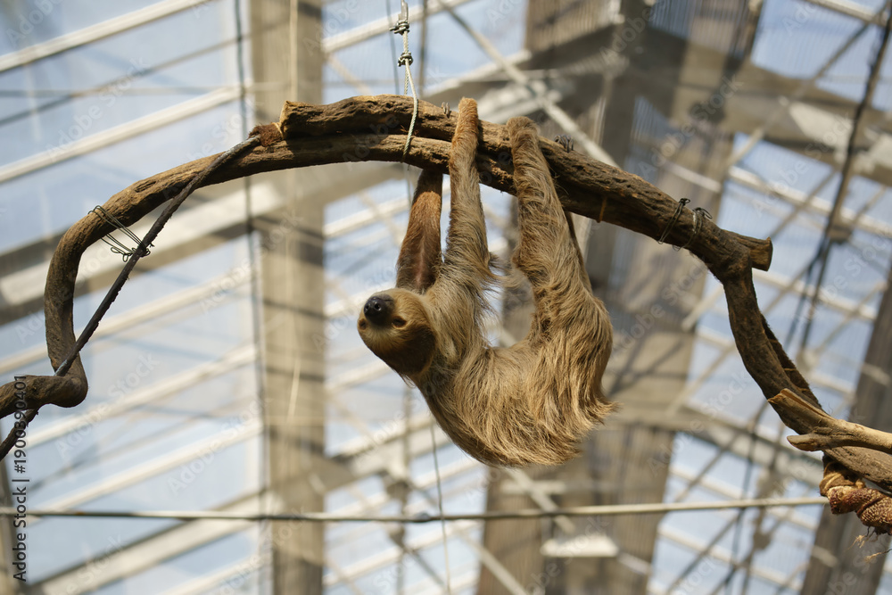 Fototapeta premium Lazy Linnaeus Two-toed Sloth at Kobe Animal Kingdom