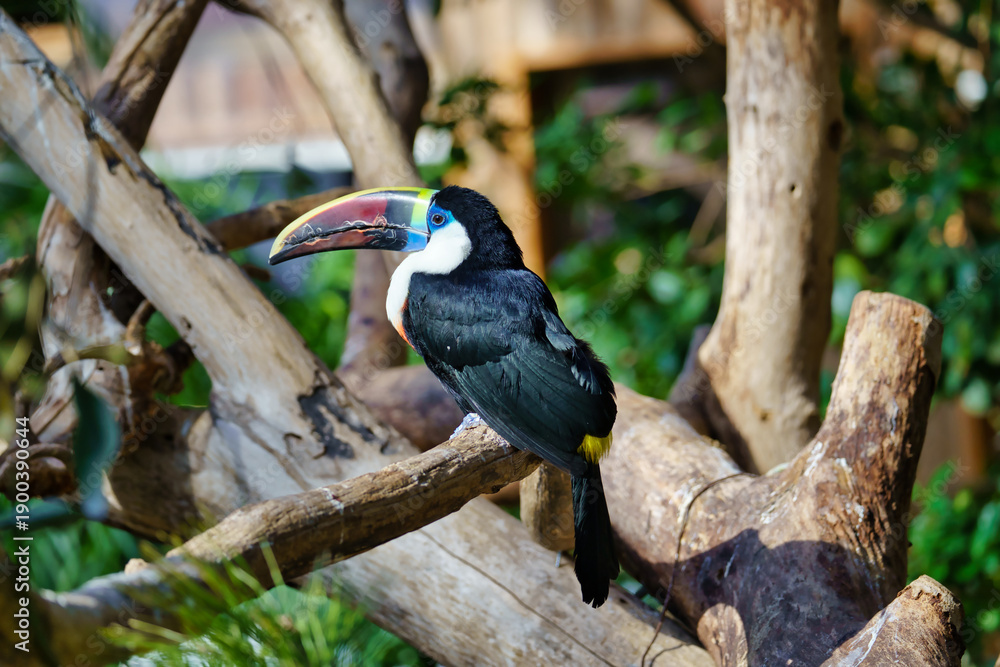 Fototapeta premium Close-up of a toco tucan (Ramphastos toco) elegantly perched on a dry branch