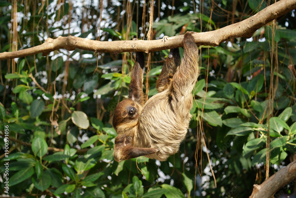 Fototapeta premium Lazy Linnaeus Two-toed Sloth at Kobe Animal Kingdom