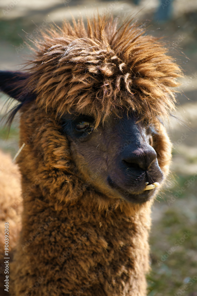Naklejka premium A Cute Portrait of an Alpaca showing tooth 