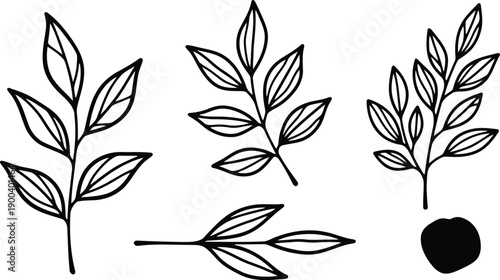set of four different leaf branches with a seed  simple line style