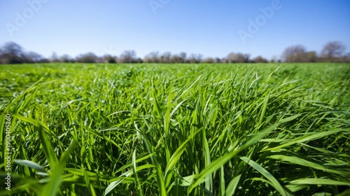 ryegrass. Vast meadow of lush perennial ryegrass waving under a clear blue sky. event programs, museum guides, designed for cultural heritage projects and event programs, supports education.
