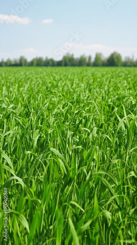 ryegrass. Vast meadow of lush perennial ryegrass waving under a clear blue sk...
