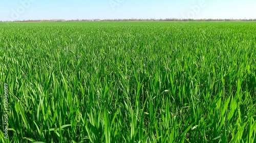 ryegrass. Vast meadow of lush perennial ryegrass waving under a clear blue sk...