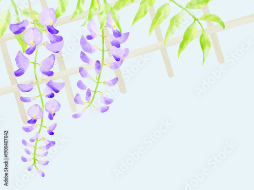 藤棚の美しい藤の花　水彩　イラスト　背景