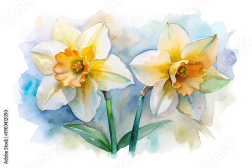Watercolor Daffodil Bloom, Bright Yellow Spring Floral Vector Illustration Isolated on White