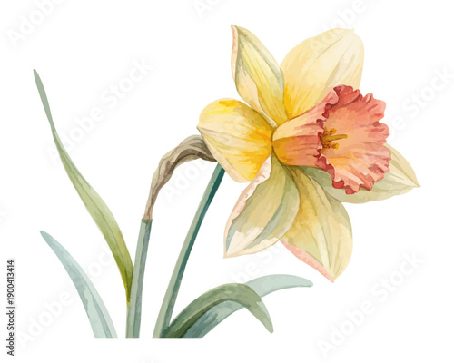 Watercolor Daffodil Flower Painting, Spring Floral Art, Isolated on White background