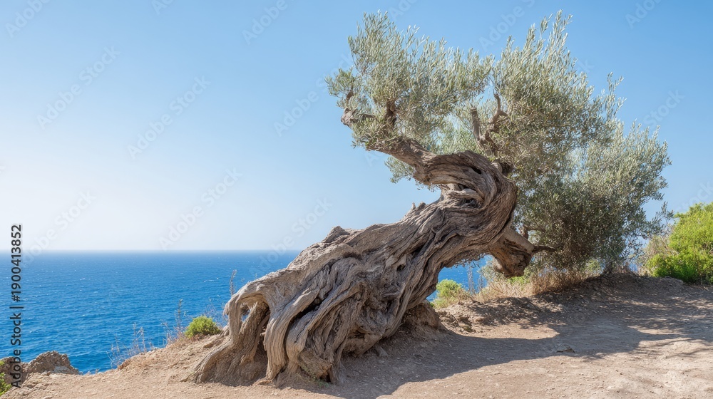 Fototapeta premium purgatory. Ancient olive tree on cliff overlooking Aegean Sea, textured bark and silvery leaves. travel magazines, destination branding, designed for travel destination branding, drives exploration. 