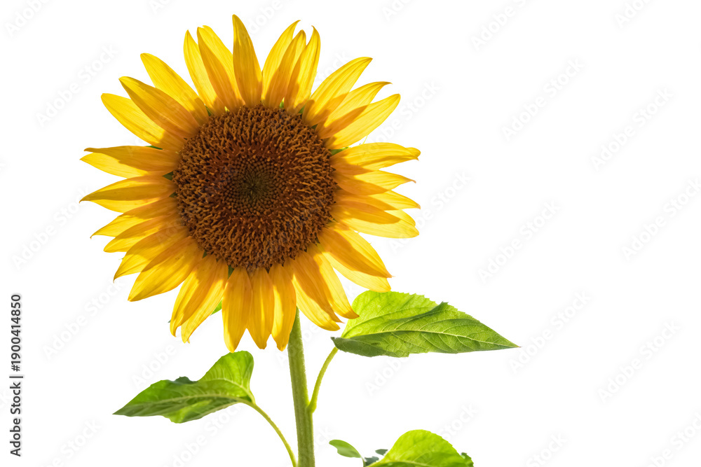 Obraz premium Vibrant Yellow Sunflower with Green Leaves