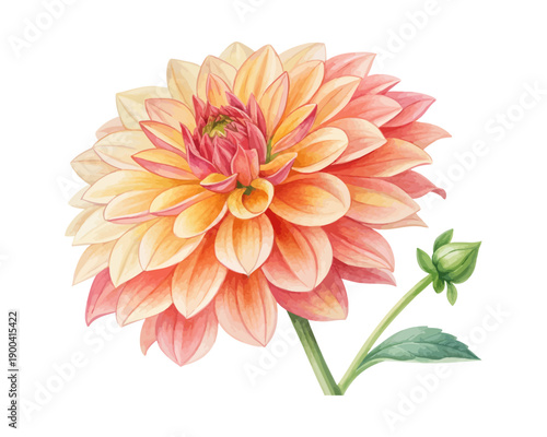 Watercolor Dahlia Bloom, Vibrant Floral Vector Illustration Isolated on White