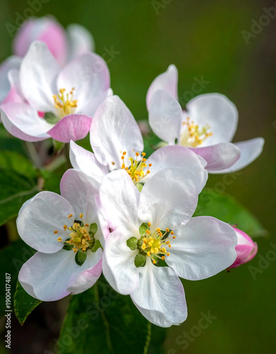 Apple blossoms. Petals white with pink edges. Yellow stamens. Blurred green background. Bright daylight