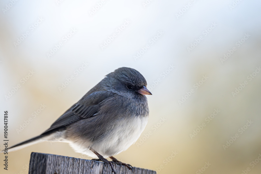Obraz premium Dark-Eyed Junco in Winter