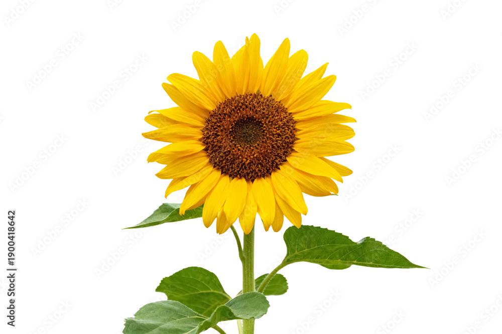 Obraz premium Vibrant Yellow Sunflower with Green Leaves on White