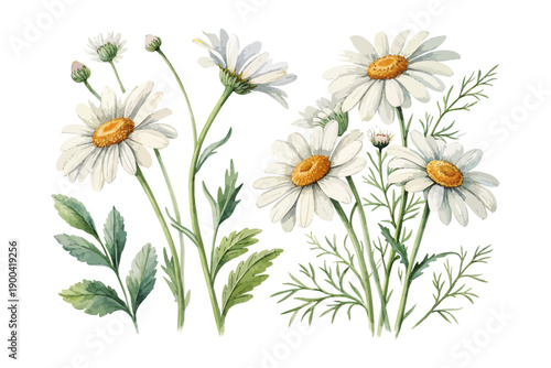 Simple Daisy Watercolor Flower, Minimal Botanical Illustration Isolated on White