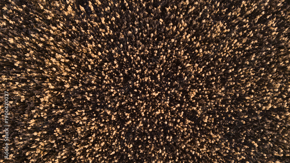 Εκτύπωση καμβά Close up top down drone photograph of countless golden reed tops swaying togethe