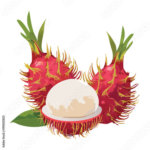 Fresh tropical dragon fruit with juicy white pulp and pink skin for healthy organic fruit snack - Vector Illustration