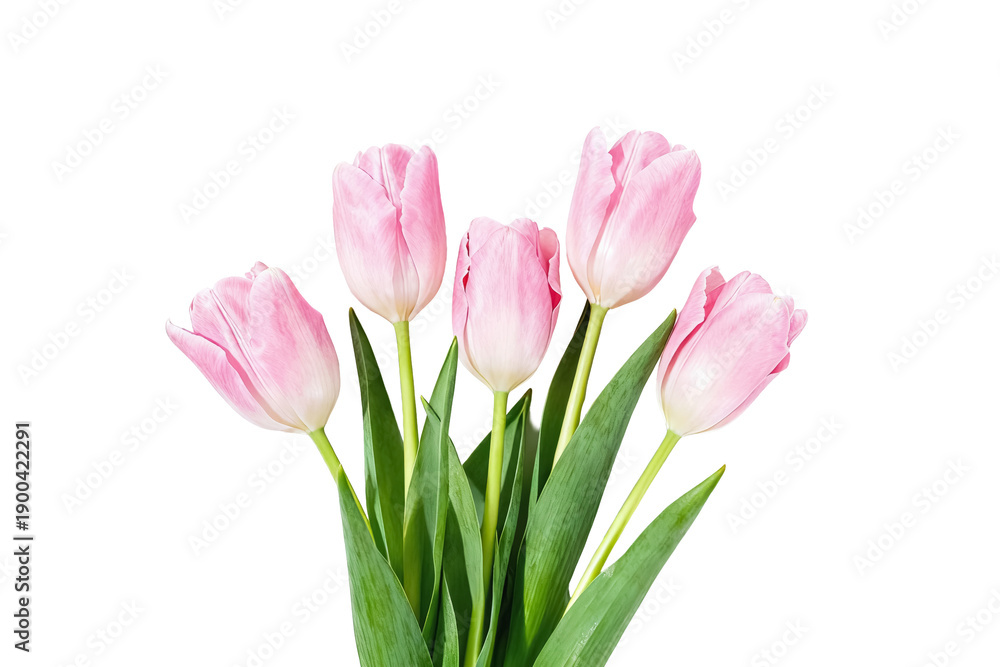 Obraz premium Bouquet of Pink Tulips Isolated on White