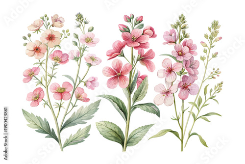 Delicate Diascia Watercolor Flower, Soft Garden Botanical Illustration Isolated on White