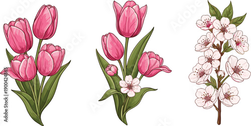 Pink tulip and cherry blossom floral illustration set, with spring flowers botanical vector isolated on white background for design use