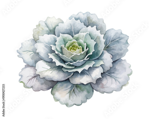 Watercolor Dusty Miller Bloom Illustration, Soft Gray Botanical Art, vector Isolated on White background