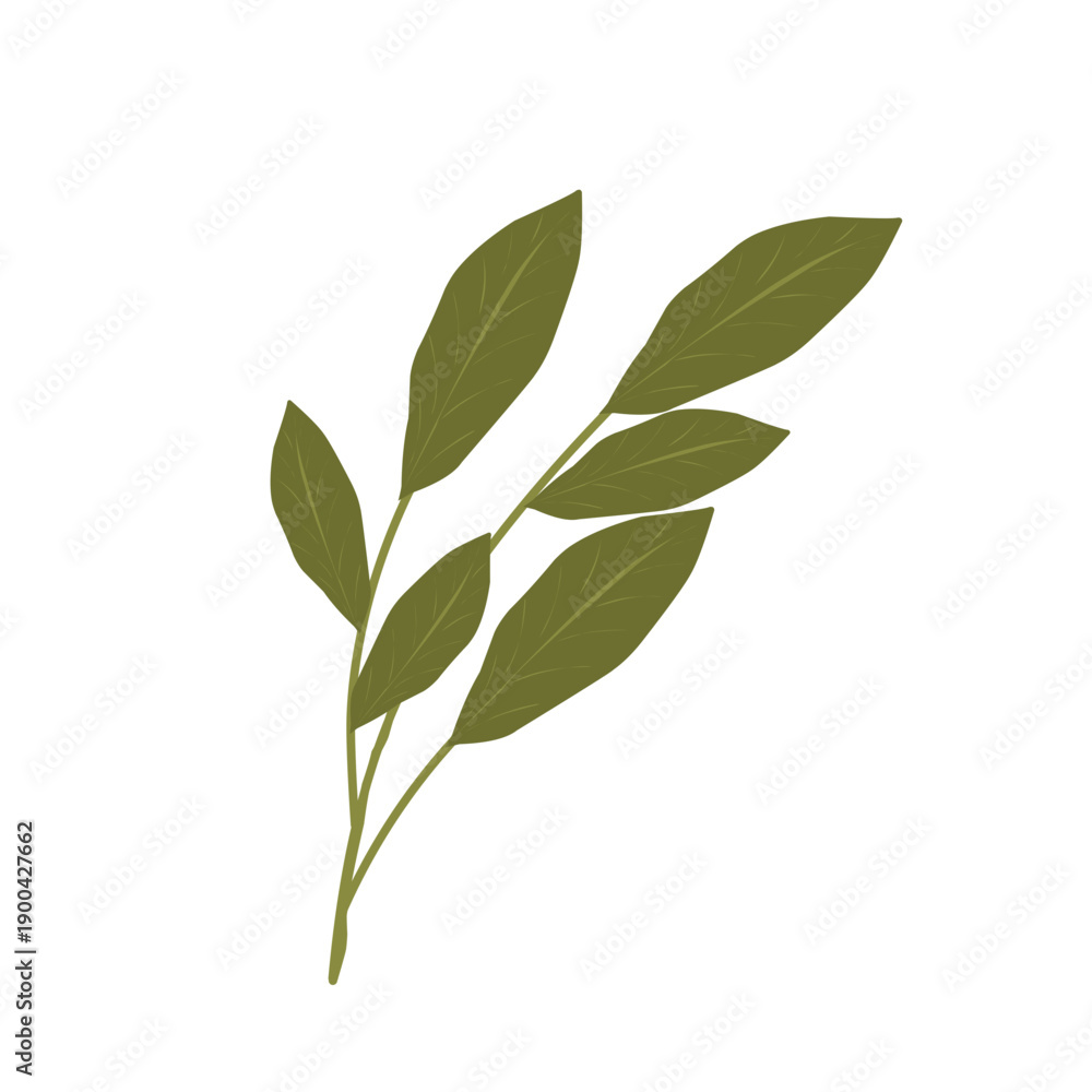 Fototapeta premium Bay leaf illustration. Bay leaf spice. Bay leaf aroma. Green bay leaf vector