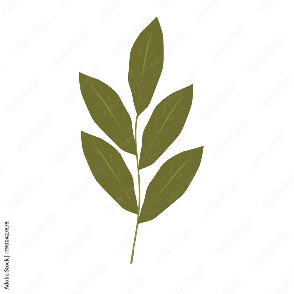 Fototapeta premium Bay leaf illustration. Bay leaf spice. Bay leaf aroma. Green bay leaf vector