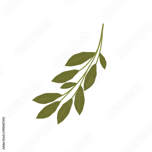 Bay leaf illustration. Bay leaf spice. Bay leaf aroma. Green bay leaf vector