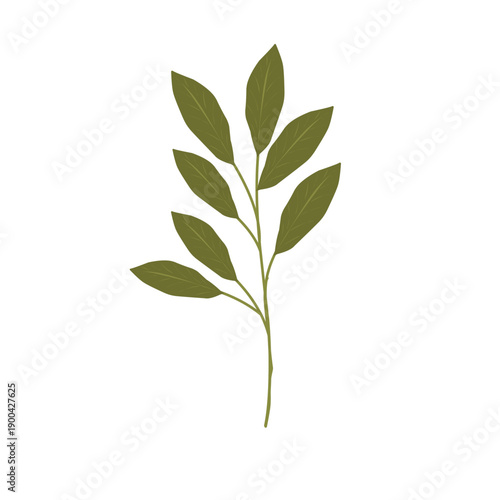 Bay leaf illustration. Bay leaf spice. Bay leaf aroma. Green bay leaf vector