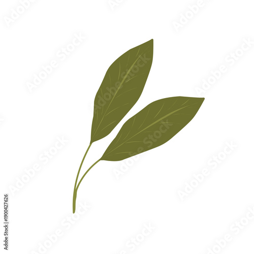 Bay leaf illustration. Bay leaf spice. Bay leaf aroma. Green bay leaf vector