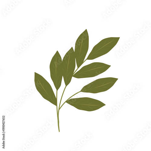 Bay leaf illustration. Bay leaf spice. Bay leaf aroma. Green bay leaf vector