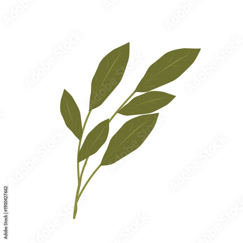 Bay leaf illustration. Bay leaf spice. Bay leaf aroma. Green bay leaf vector