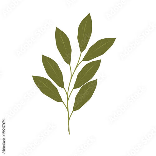Bay leaf illustration. Bay leaf spice. Bay leaf aroma. Green bay leaf vector
