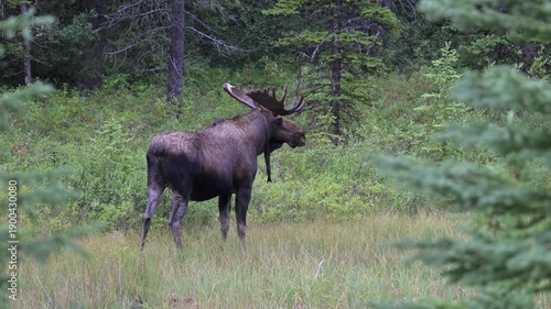 Wallpaper Mural Bull moose in the fall in the Canadian Rockies Torontodigital.ca