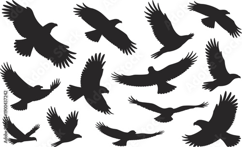 Flying eagle silhouette collection, black vector illustration set, birds of prey in different flight poses, wildlife animal shapes isolated background