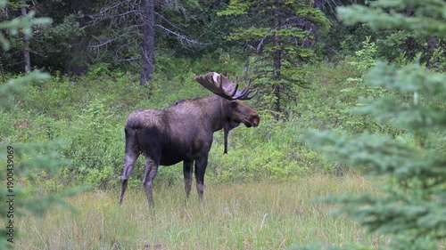 Wallpaper Mural Bull moose in the fall in the Canadian Rockies Torontodigital.ca