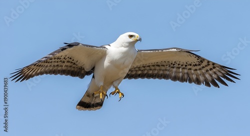 Bird in flight, soaring eagle with outstretched wings, flying high in clear blue sky