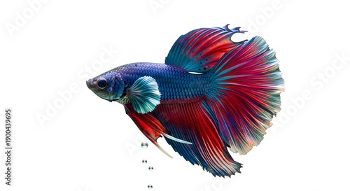 Vibrant betta fish swimming with flowing fins, showcasing its colorful scales in a dynamic underwater scene from a side viewpoint