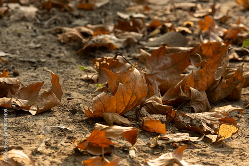 Foto Dried brown autumn leaves scattered on the ground in a forest or park during fal