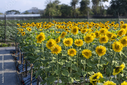Vibrant yellow sunflower field on farm. Cheerful agriculture landscape with blooming flower plant. Rural nature background under sunny sky in countryside