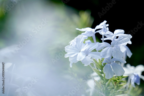 Cape leadwort, scientific name: Plumbago auriculata. A woodland phlox plant in the garden in the morning, with light filtering through the leaves and flowers.