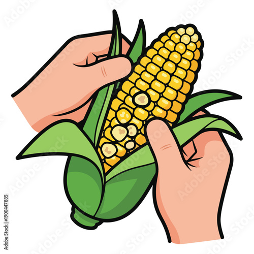 A pair of hands holding an ear of corn